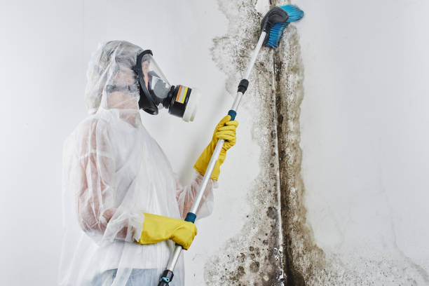 Biohazard Mold Removal in Folly Beach, SC