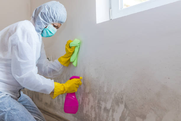 Best Mold Damage Restoration  in Folly Beach, SC